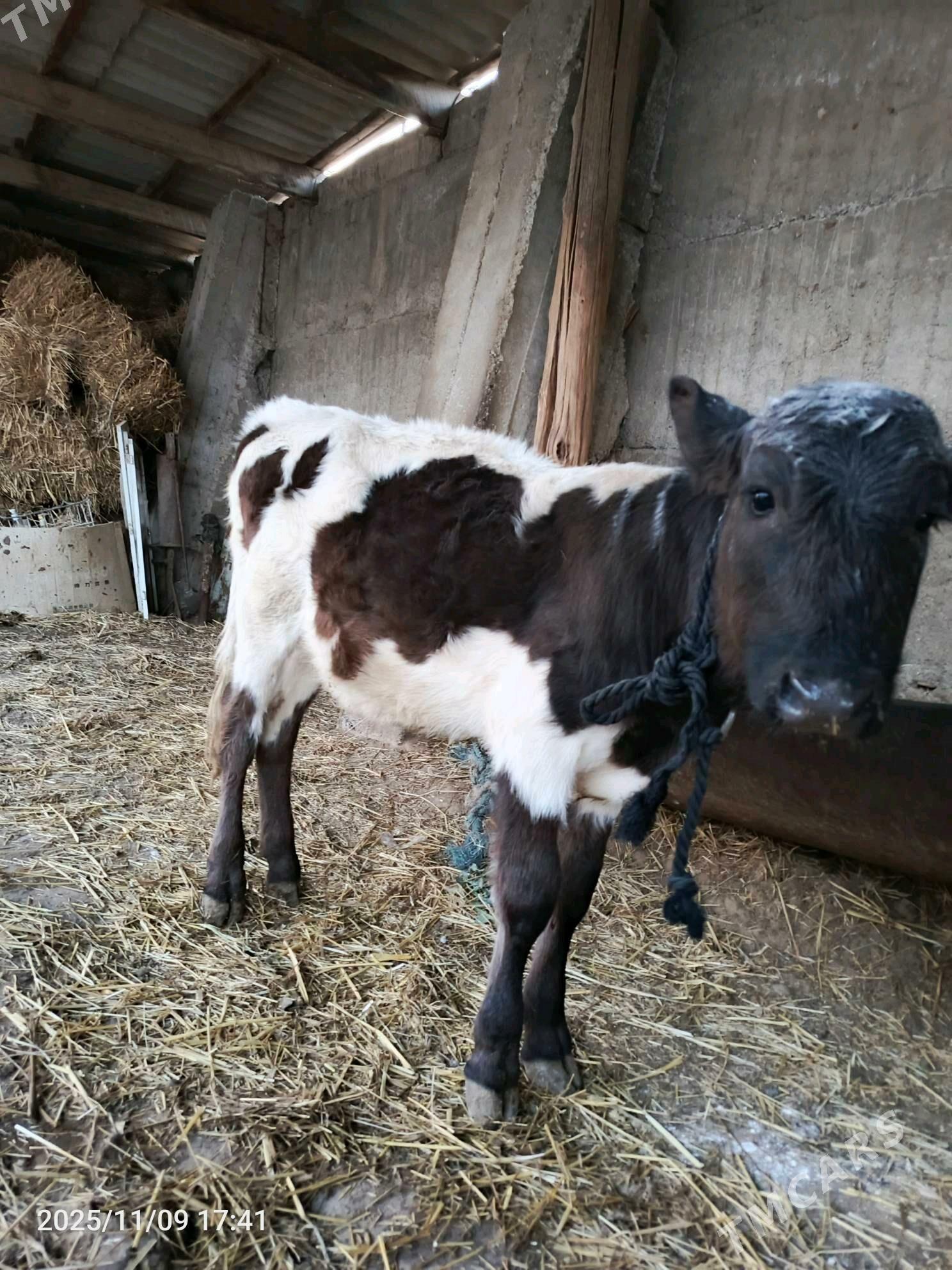 Tüwe - Ялкым - img 3