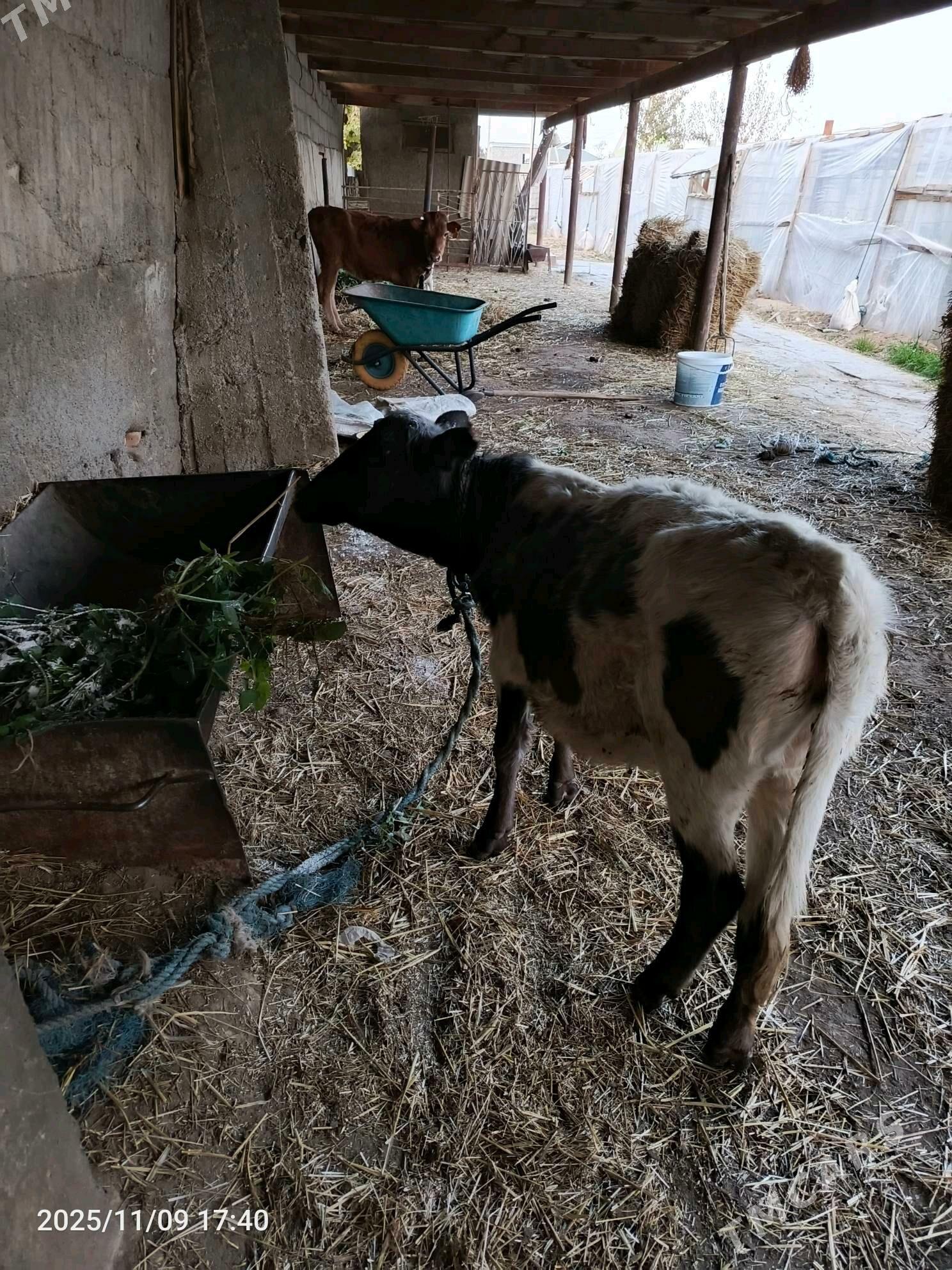 Tüwe - Ялкым - img 4