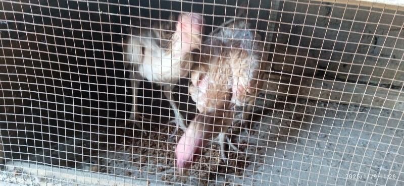 Towuk - Туркменабат - img 3