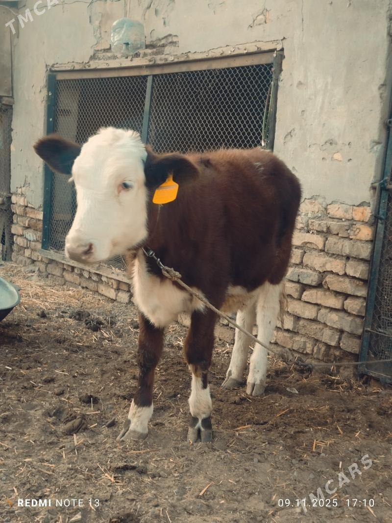 simmental fleckvieh unajyn - Туркменабат - img 2