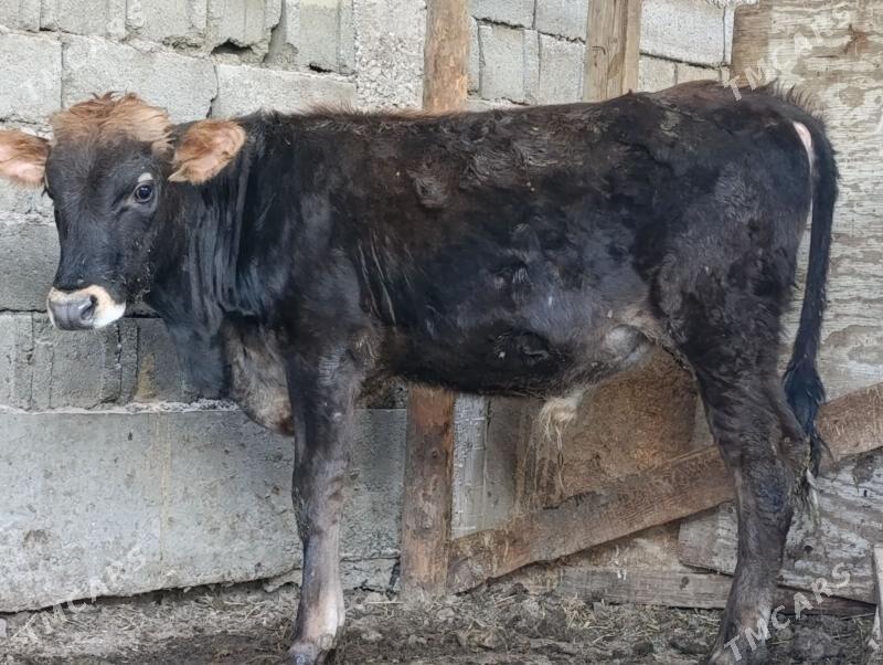 Okuz - Ашхабад - img 2