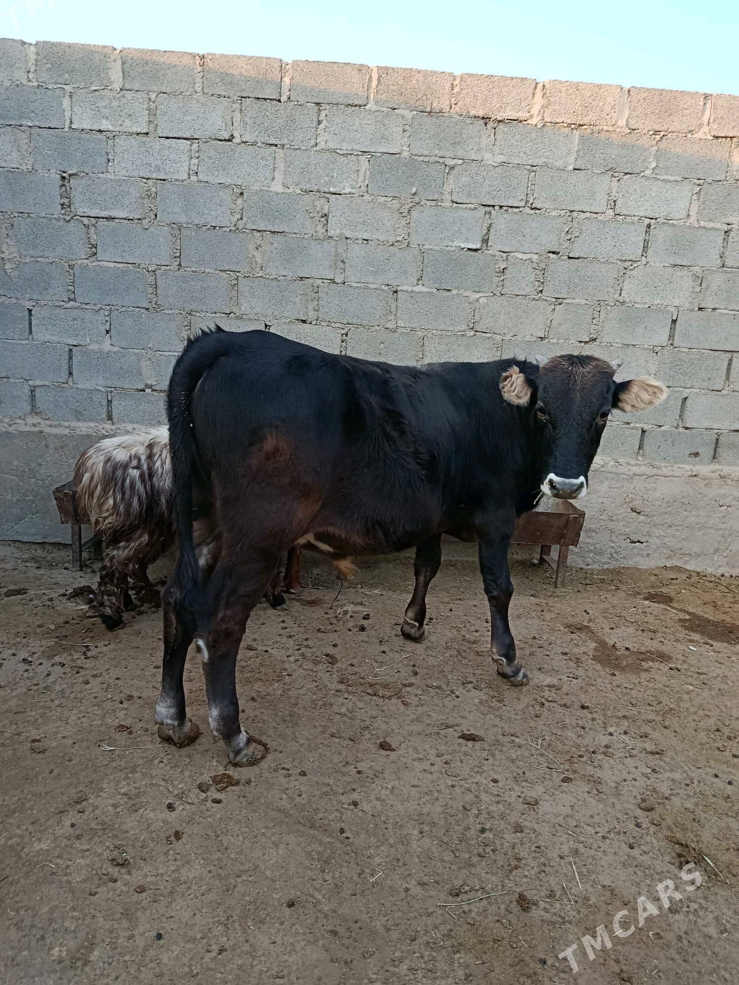 öküz - Гумдаг - img 2