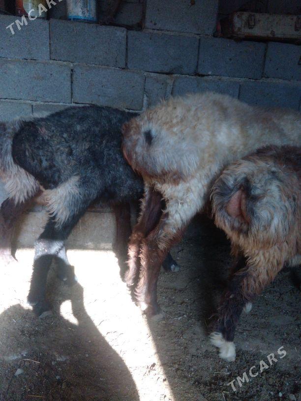 GOŶUN - Bäherden - img 2