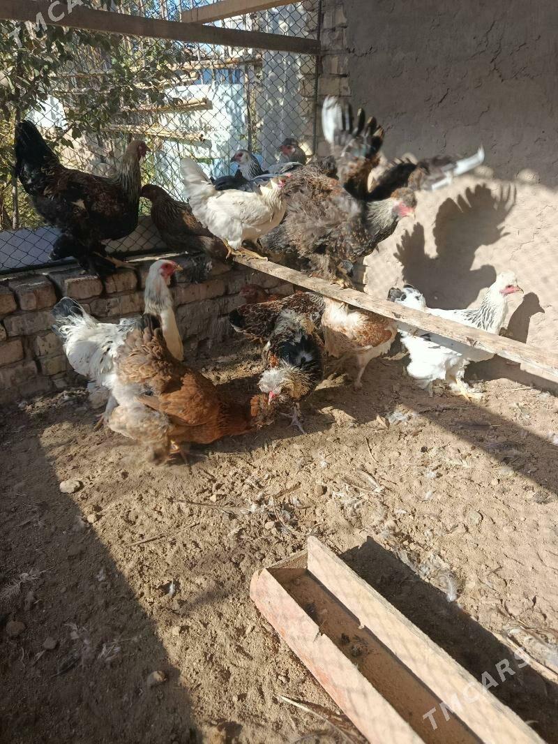 БРОЛИР 5  АЙЛЫК. - Туркменабат - img 3