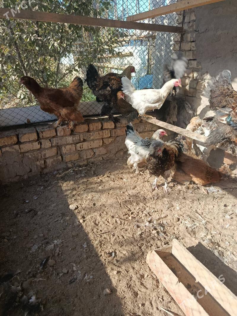 БРОЛИР 5  АЙЛЫК. - Туркменабат - img 2