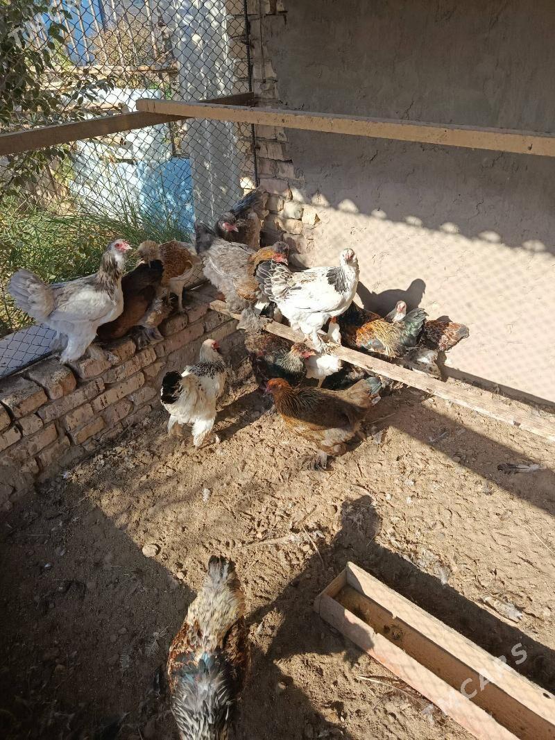 БРОЛИР 5  АЙЛЫК. - Туркменабат - img 4