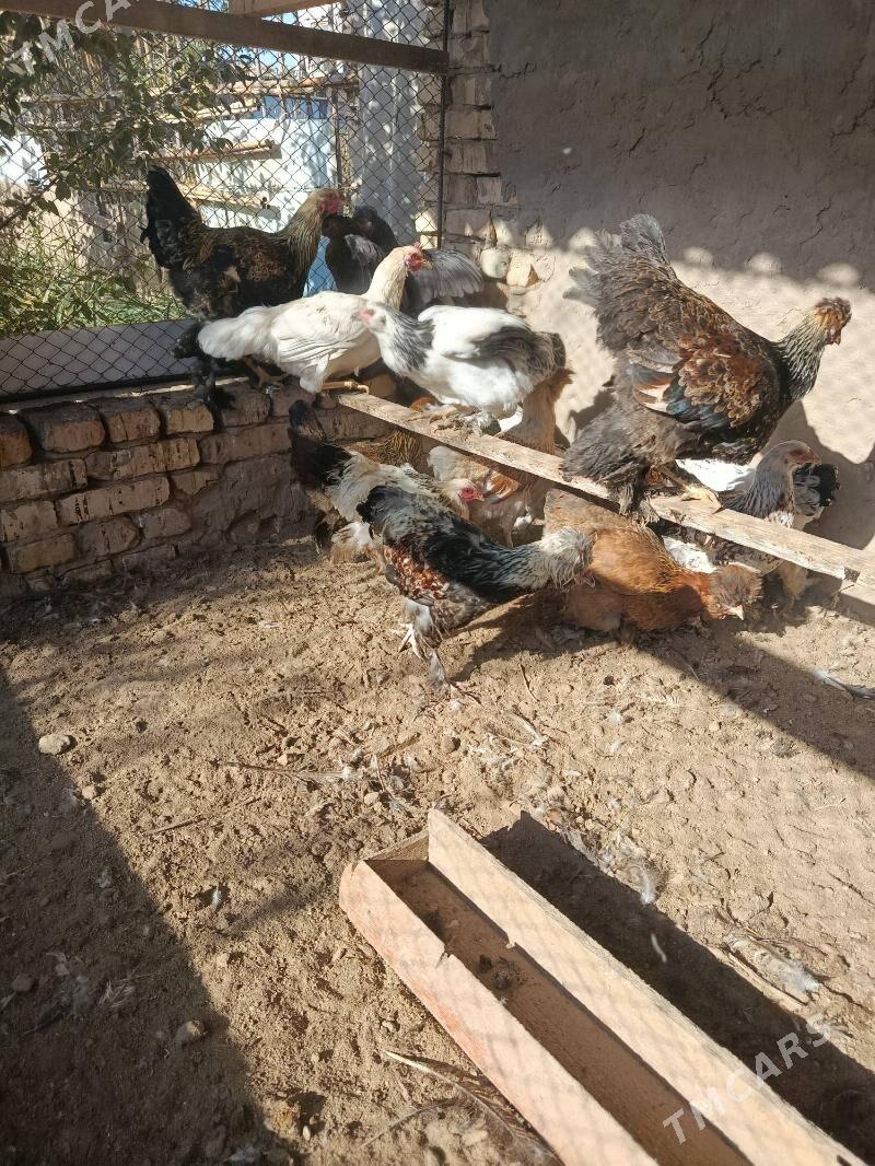 БРОЛИР 5  АЙЛЫК. - Туркменабат - img 5