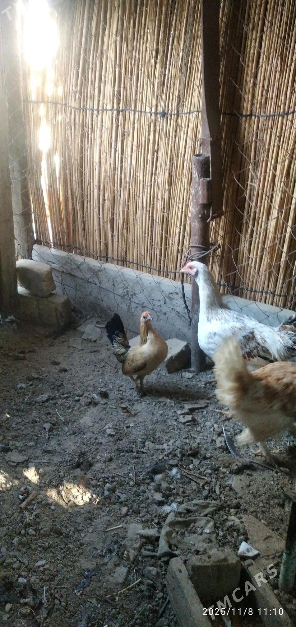 птицы - Mary - img 2