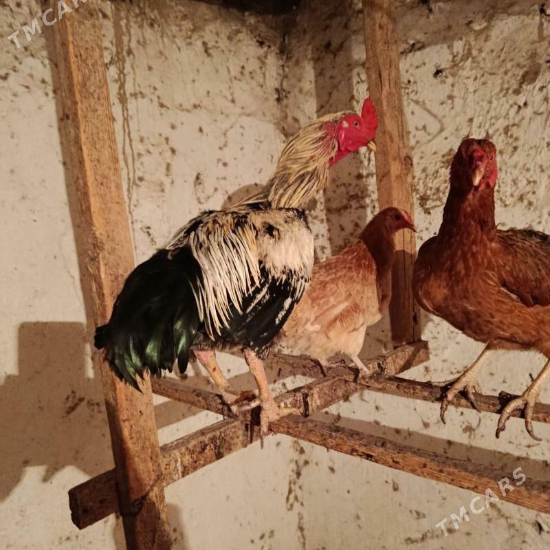 Horaz - Köýtendag - img 2