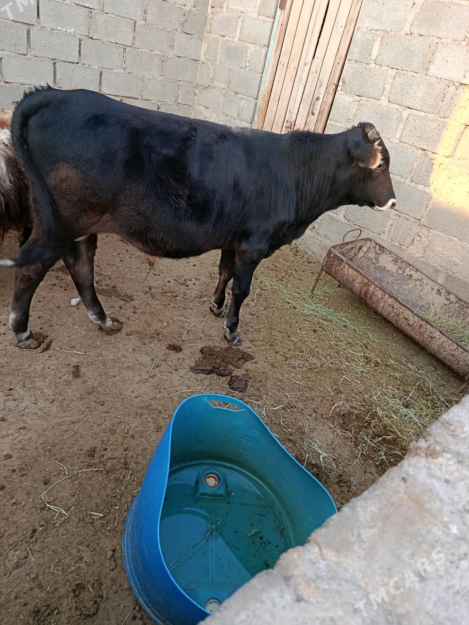 öküz - Гумдаг - img 5