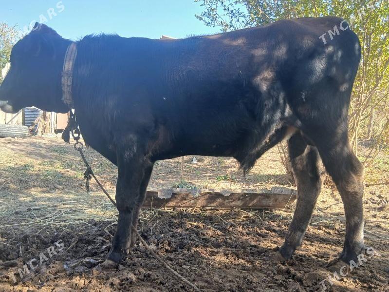 Okuz/Mallar/Gole/Öküzce/öküz - Babadaýhan - img 1