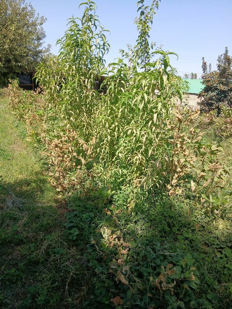 Klubnika - Багир - img 4