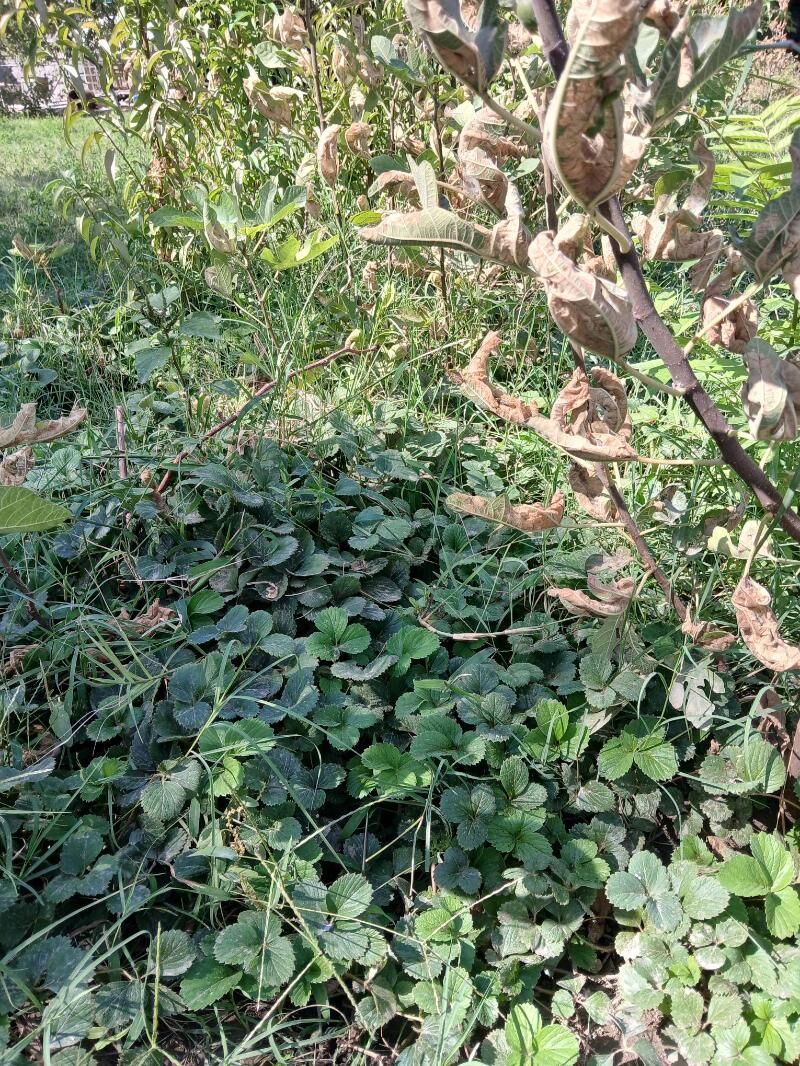 Klubnika - Багир - img 1