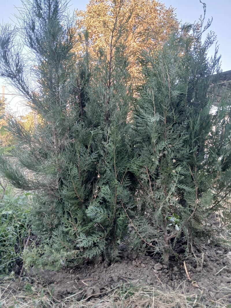 Klubnika - Багир - img 7