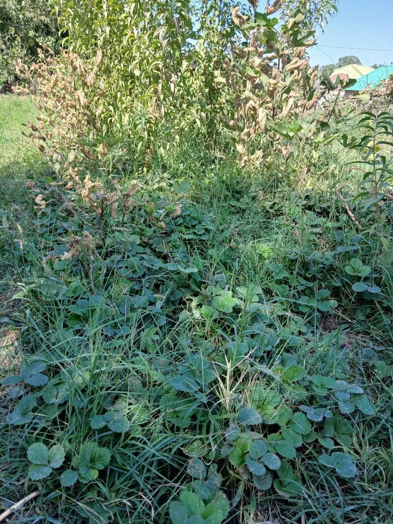 Klubnika - Багир - img 2