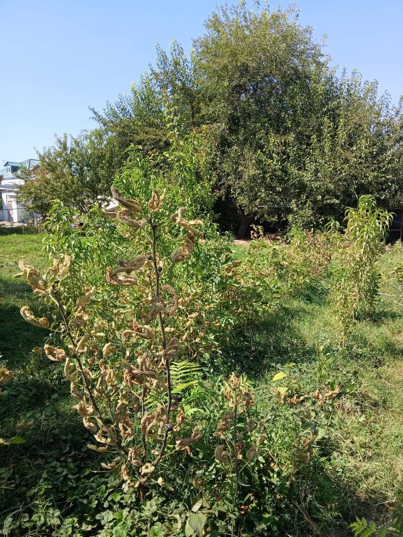 Klubnika - Багир - img 5