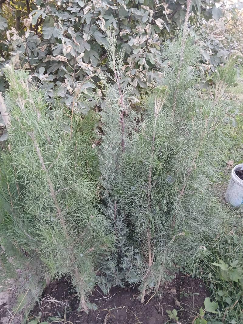 Klubnika - Багир - img 6