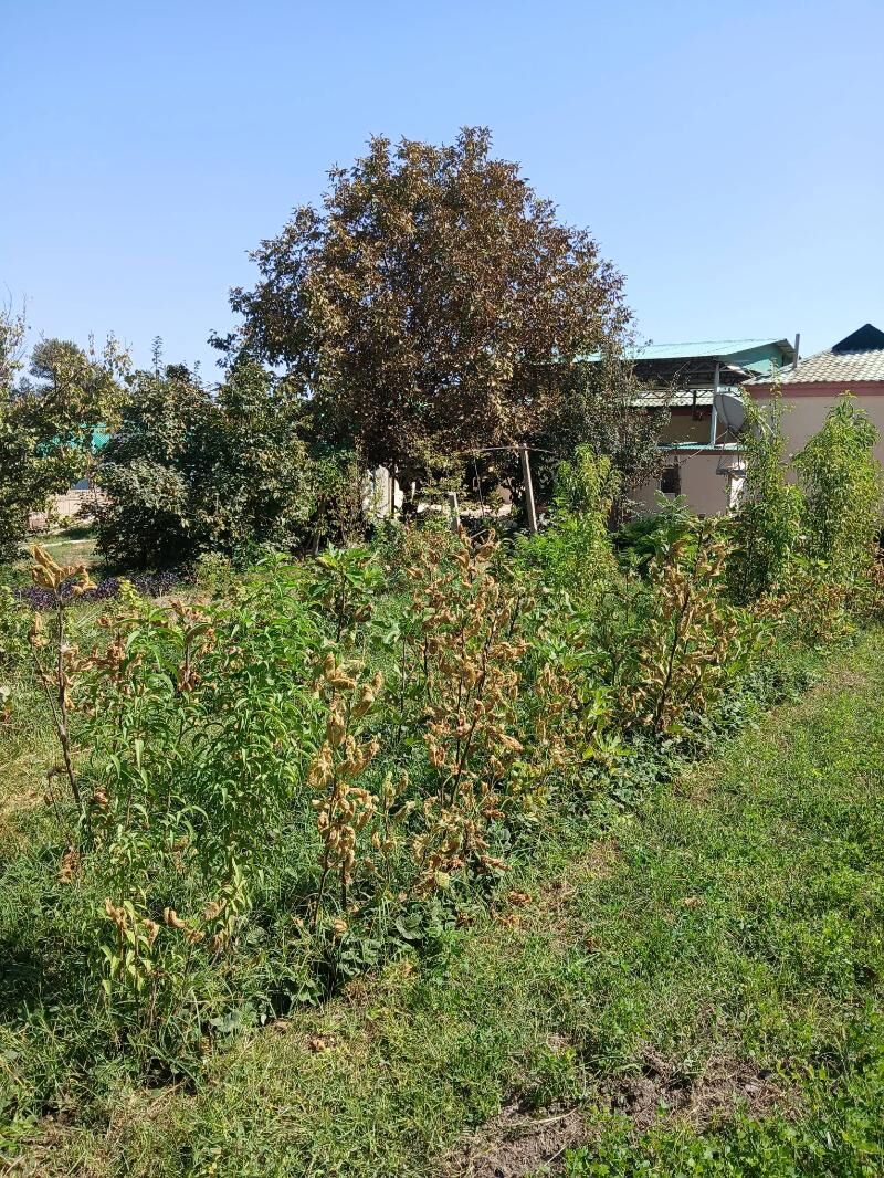 Klubnika - Багир - img 3