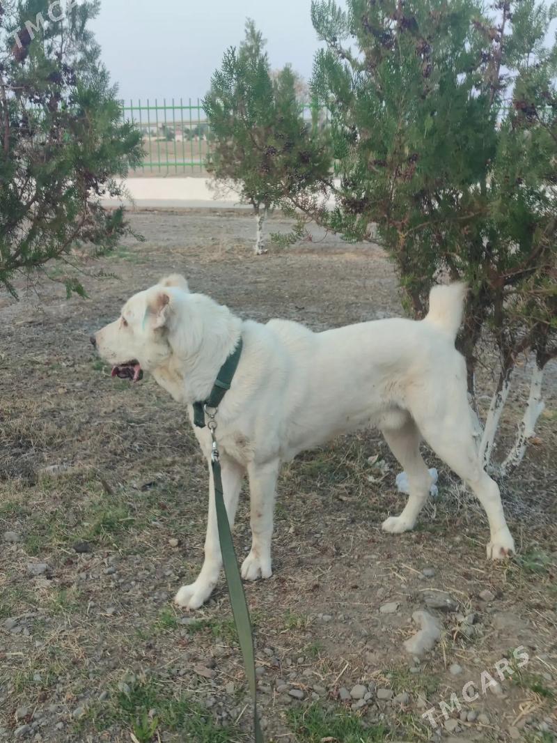 Alabay - Aşgabat - img 6