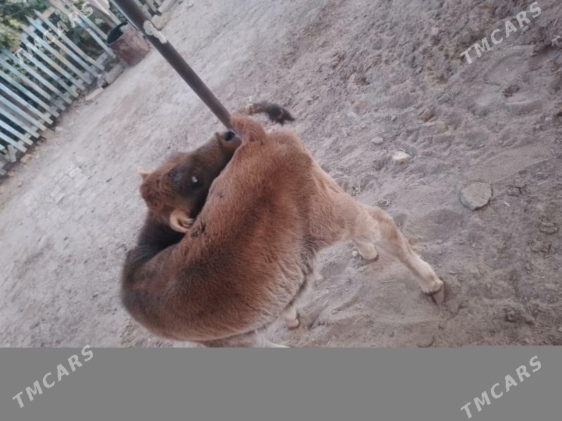 goleli sygyr - Мары - img 6