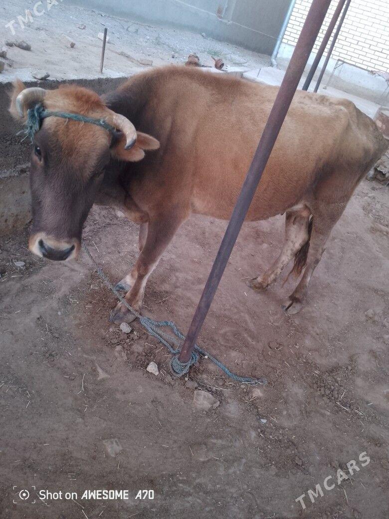 goleli sygyr - Мары - img 4