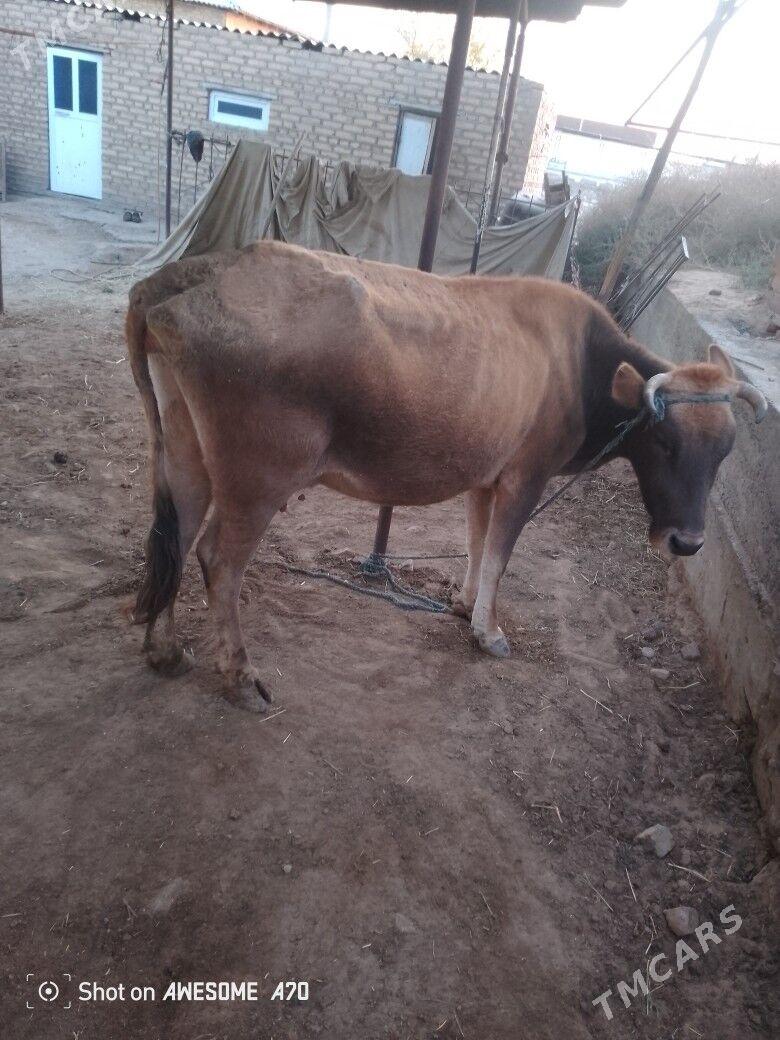 goleli sygyr - Мары - img 3