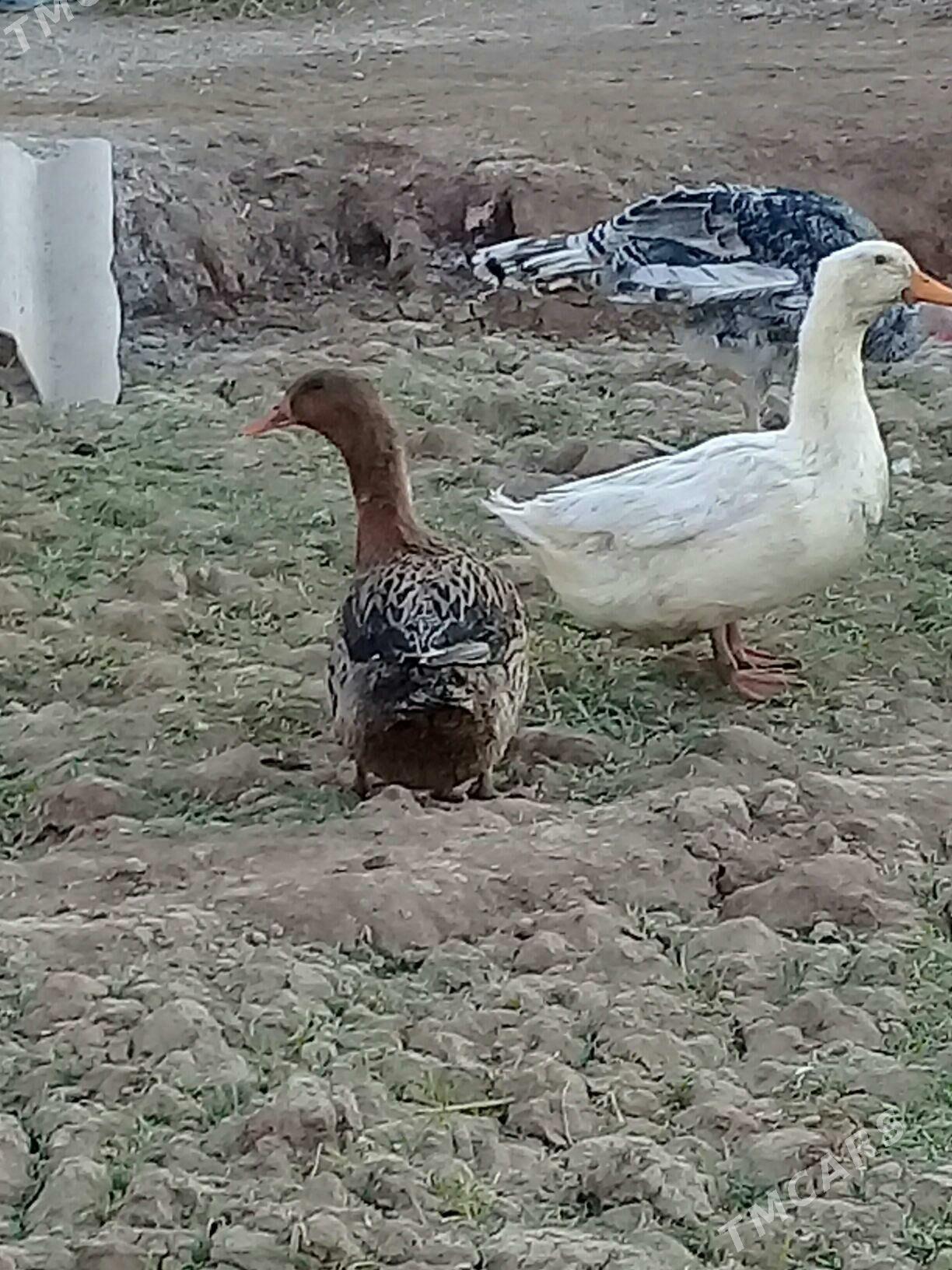 Gak Gak Ördek - Теджен - img 3