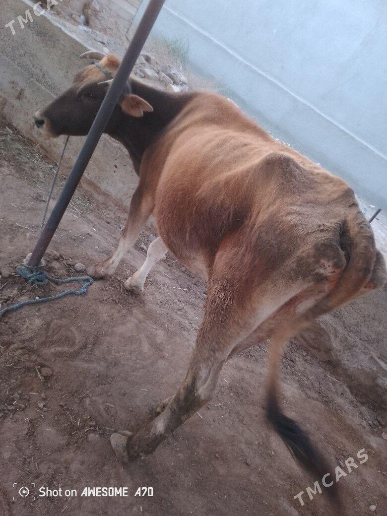 goleli sygyr - Мары - img 7