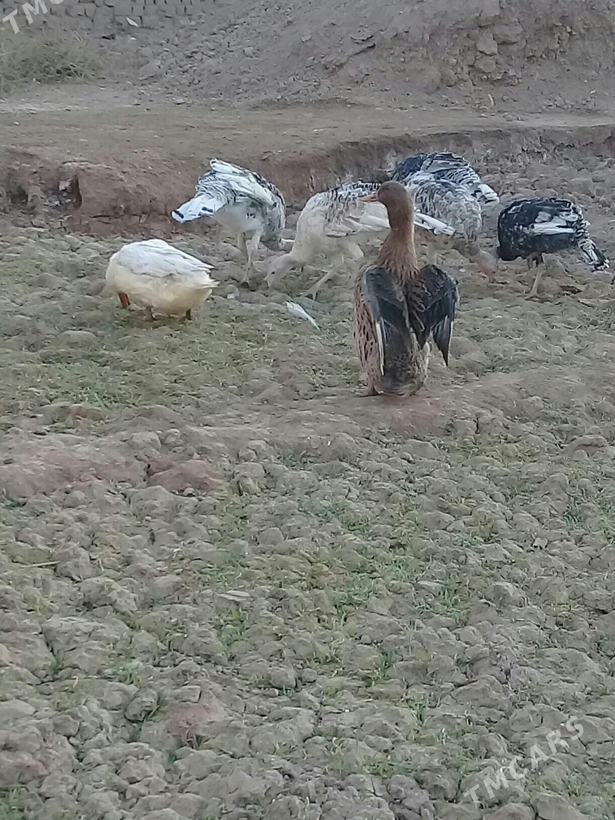 Gak Gak Ördek - Теджен - img 2