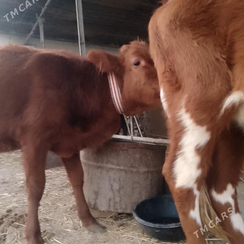 unajynlar - Türkmenabat - img 6