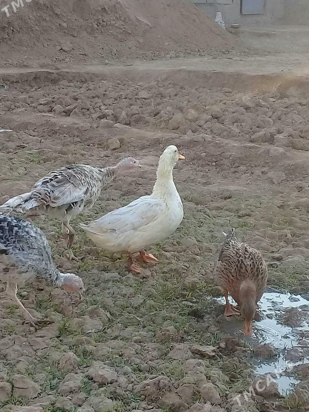 Gak Gak Ördek - Теджен - img 5