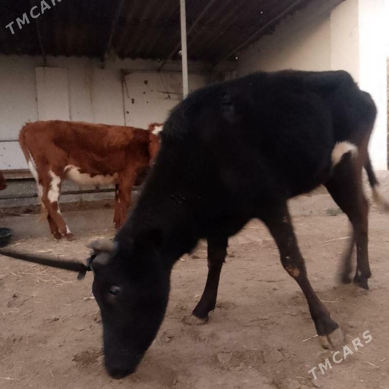 unajynlar - Türkmenabat - img 4