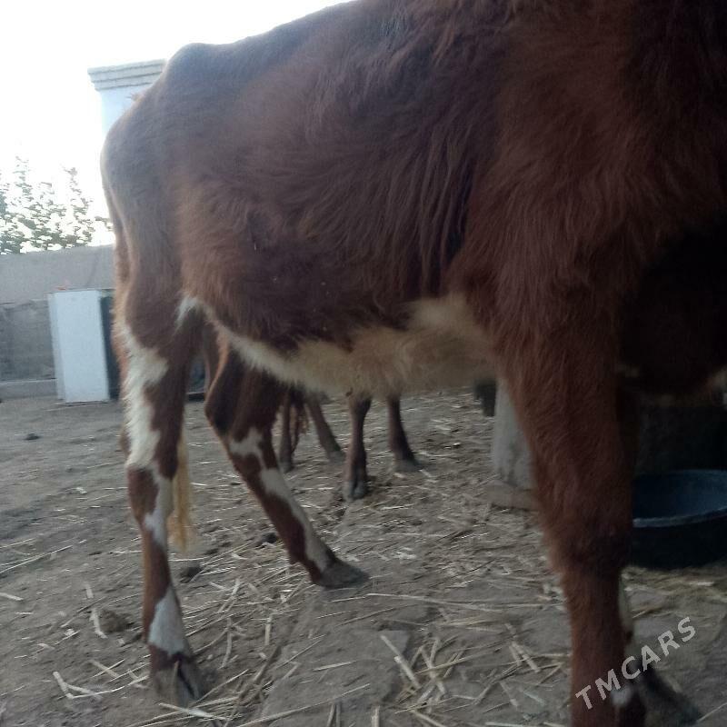 unajynlar - Türkmenabat - img 7