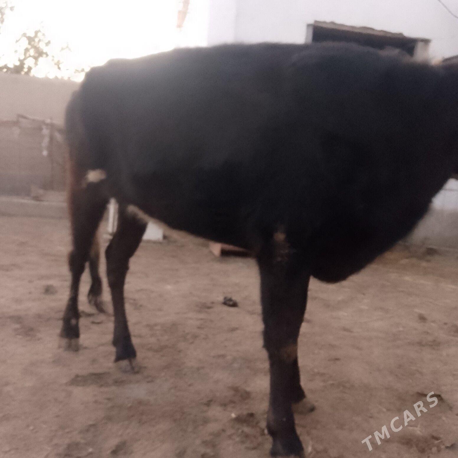 unajynlar - Türkmenabat - img 2