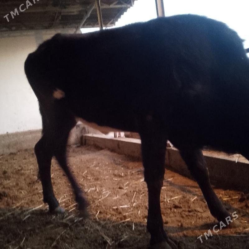 unajynlar - Türkmenabat - img 3