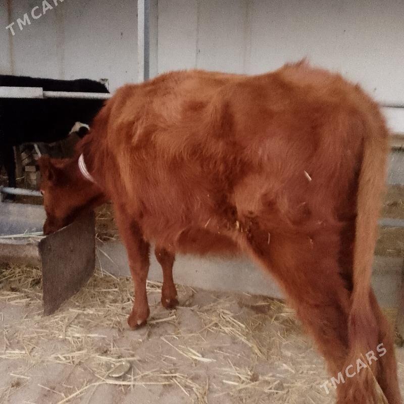 unajynlar - Türkmenabat - img 5