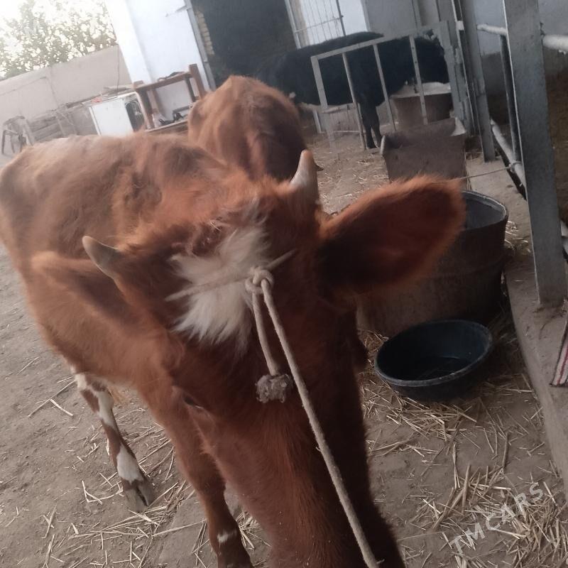 unajynlar - Türkmenabat - img 8