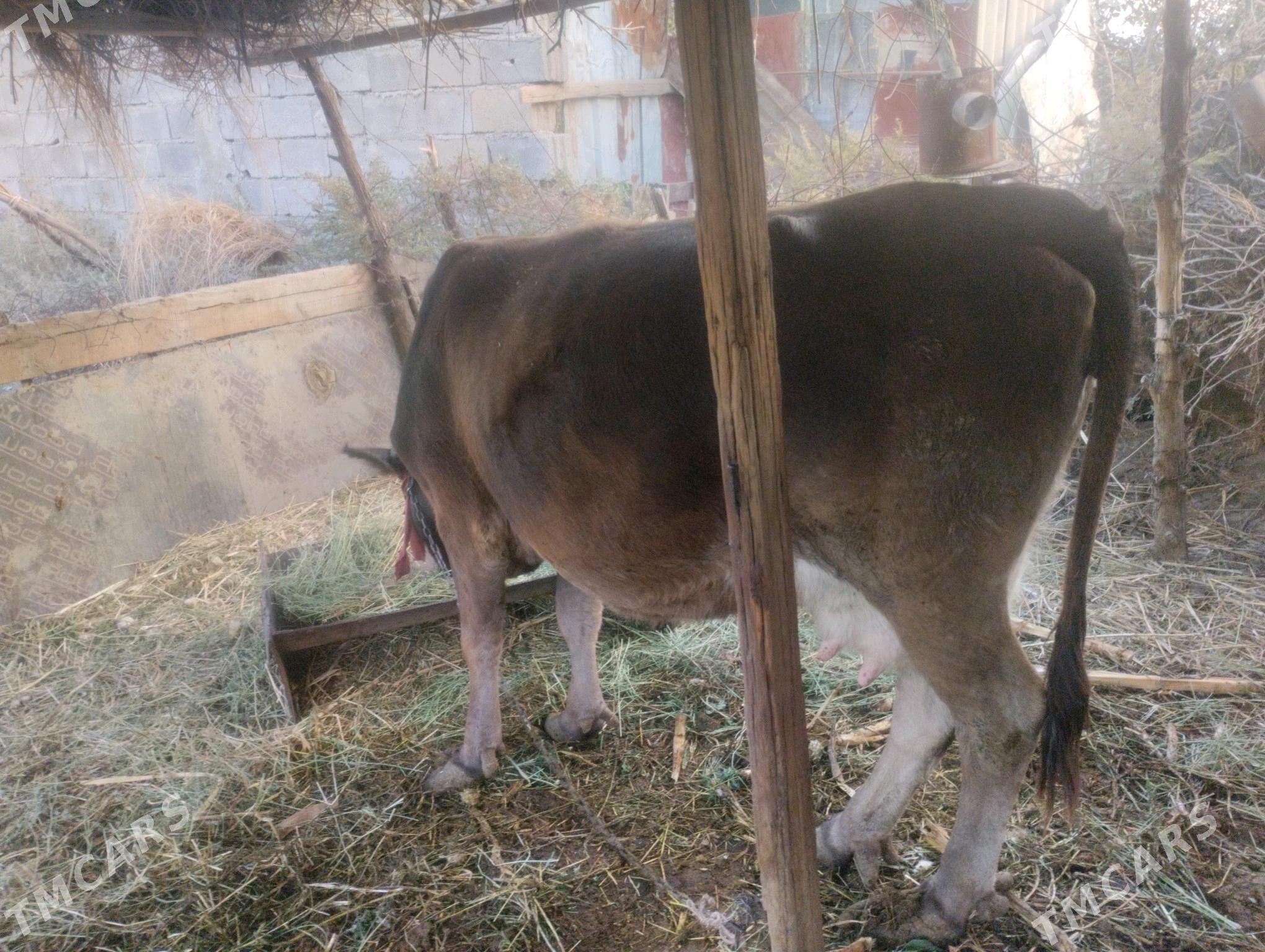 Sygyr - Gökdepe - img 2