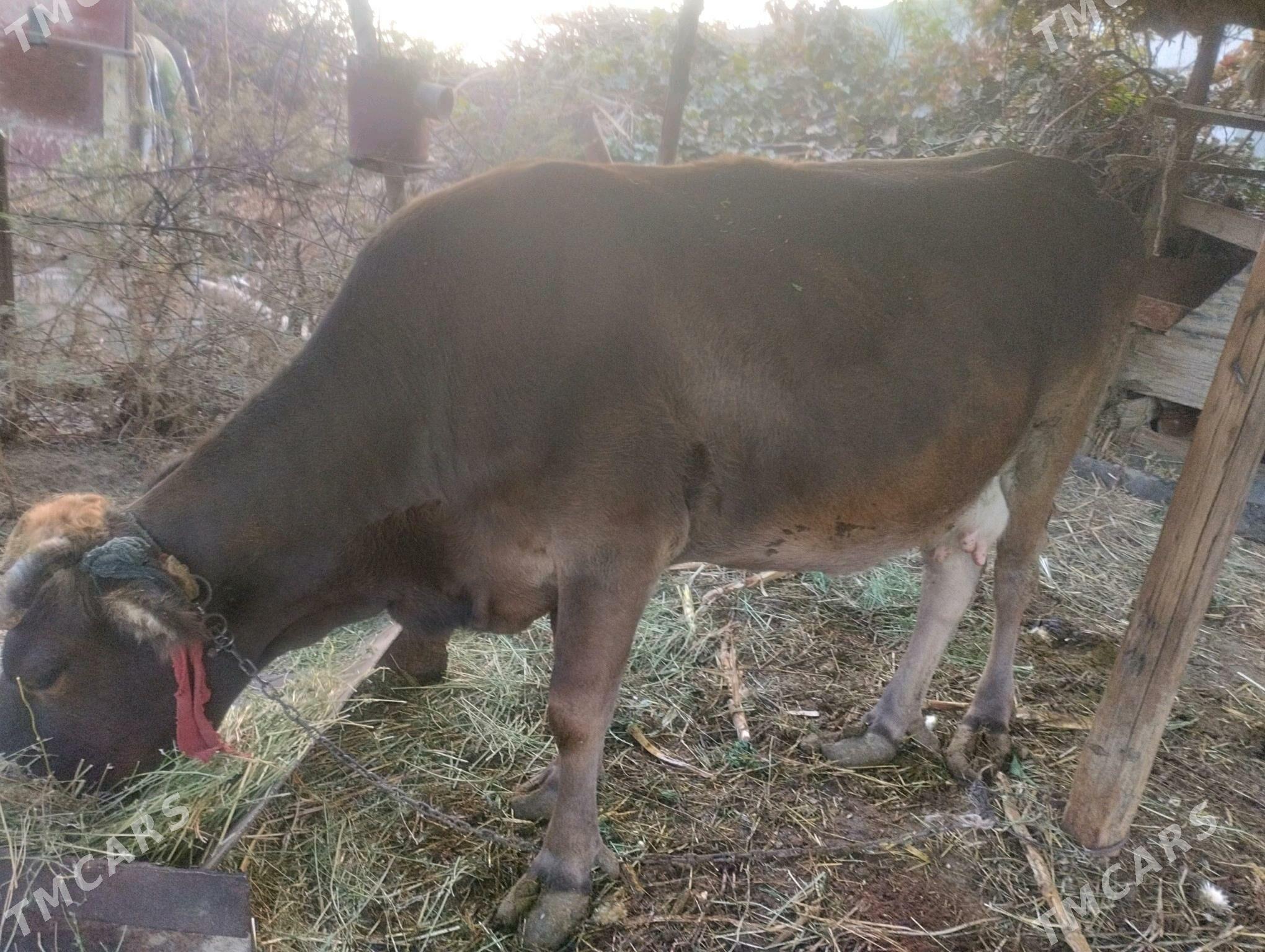 Sygyr - Gökdepe - img 3