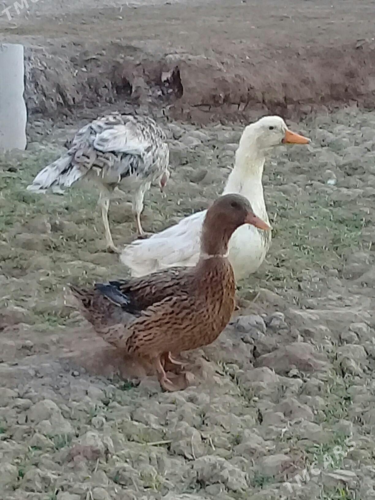 Gak Gak Ördek - Теджен - img 4