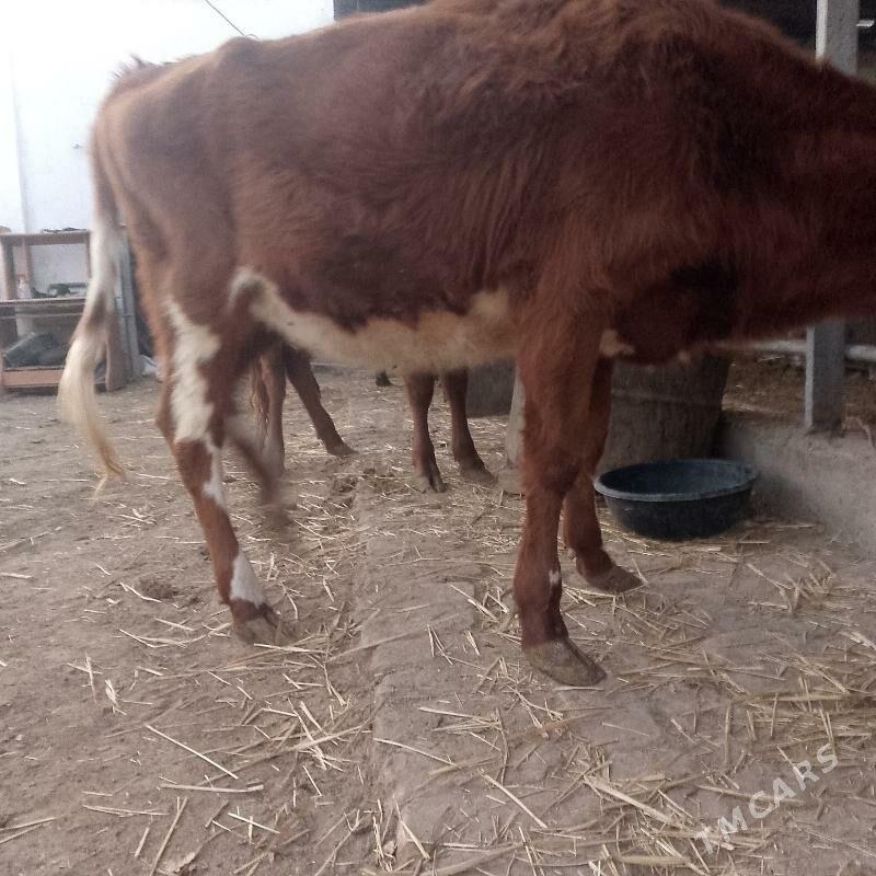 unajynlar - Türkmenabat - img 9