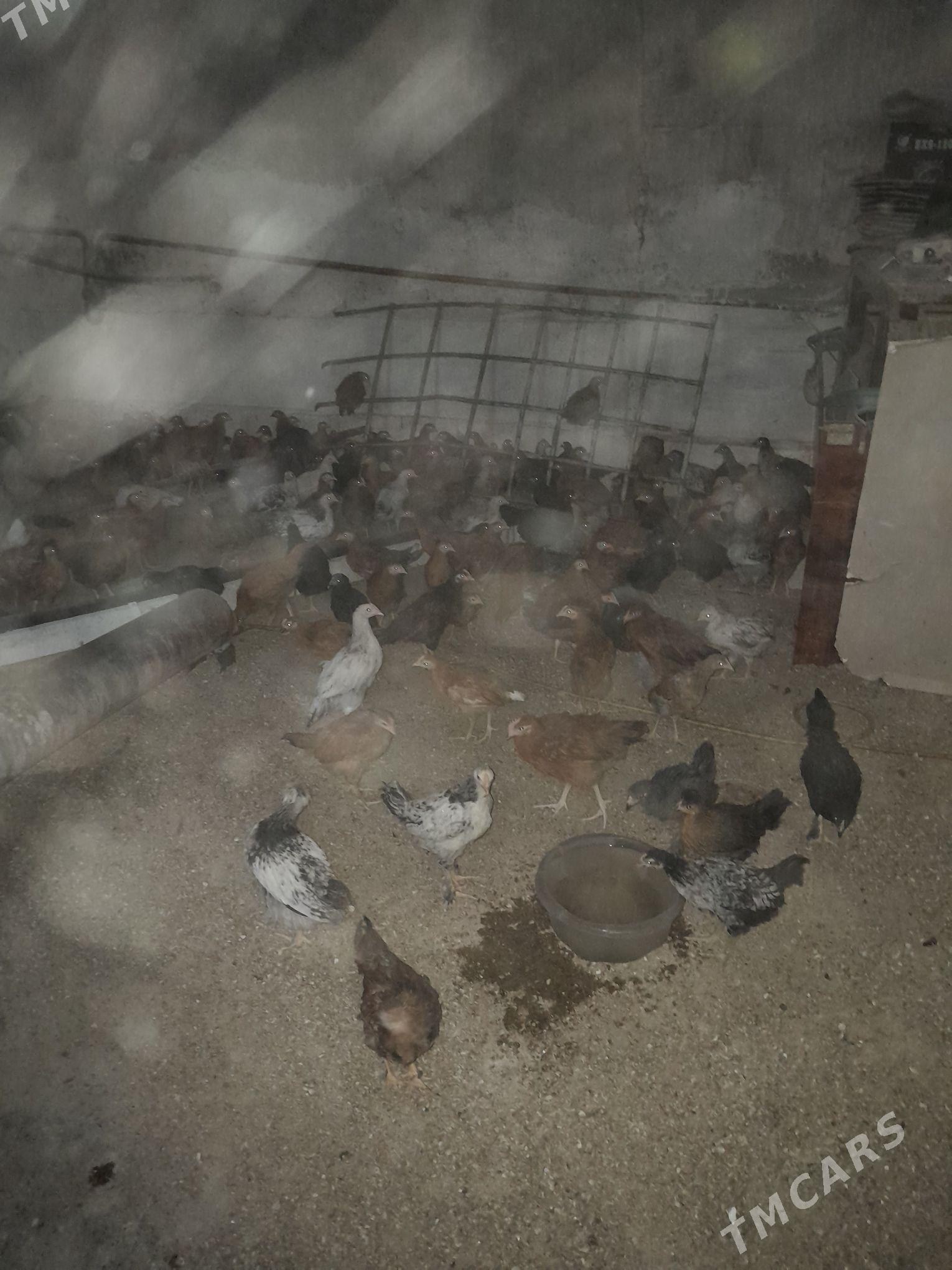 jüje - Aşgabat - img 2