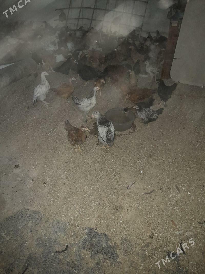 jüje - Aşgabat - img 3