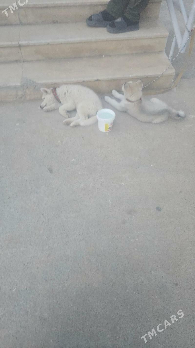 Haski kucuk - Мир 7 - img 3