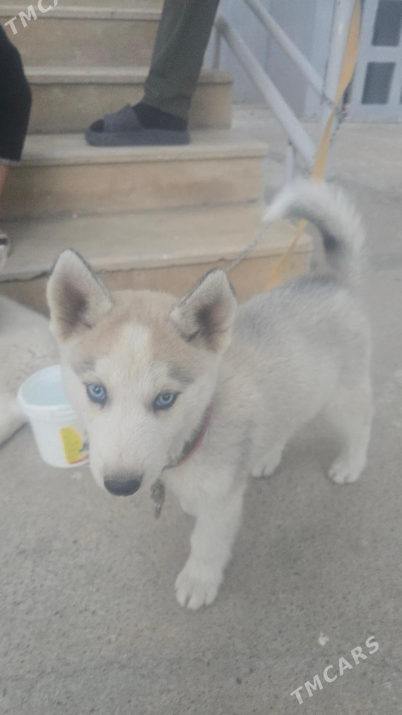 Haski kucuk - Мир 7 - img 2