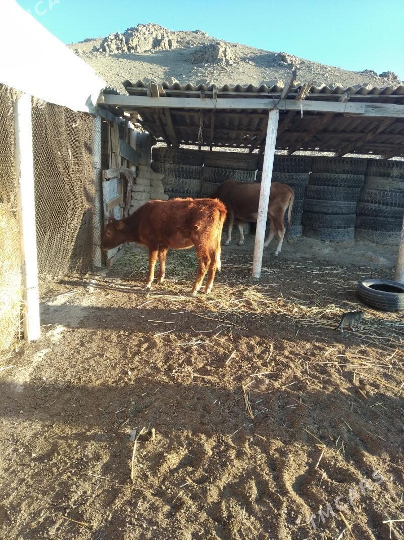 göleler - Махтумкули - img 2