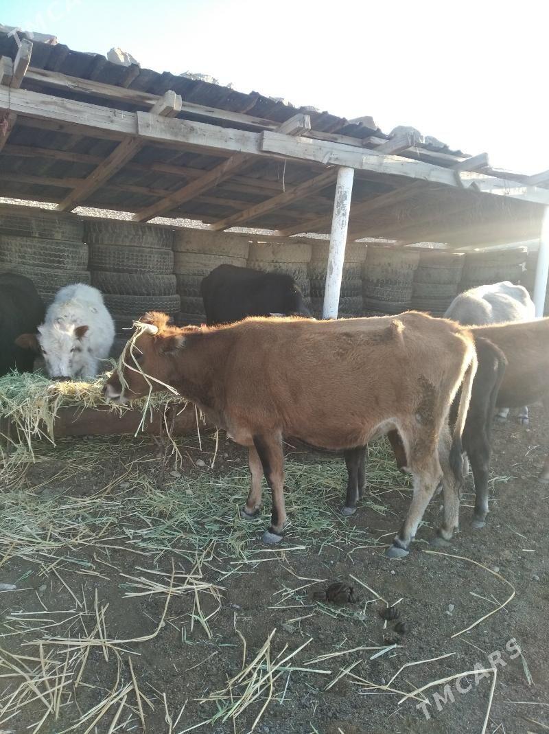 göleler - Махтумкули - img 3