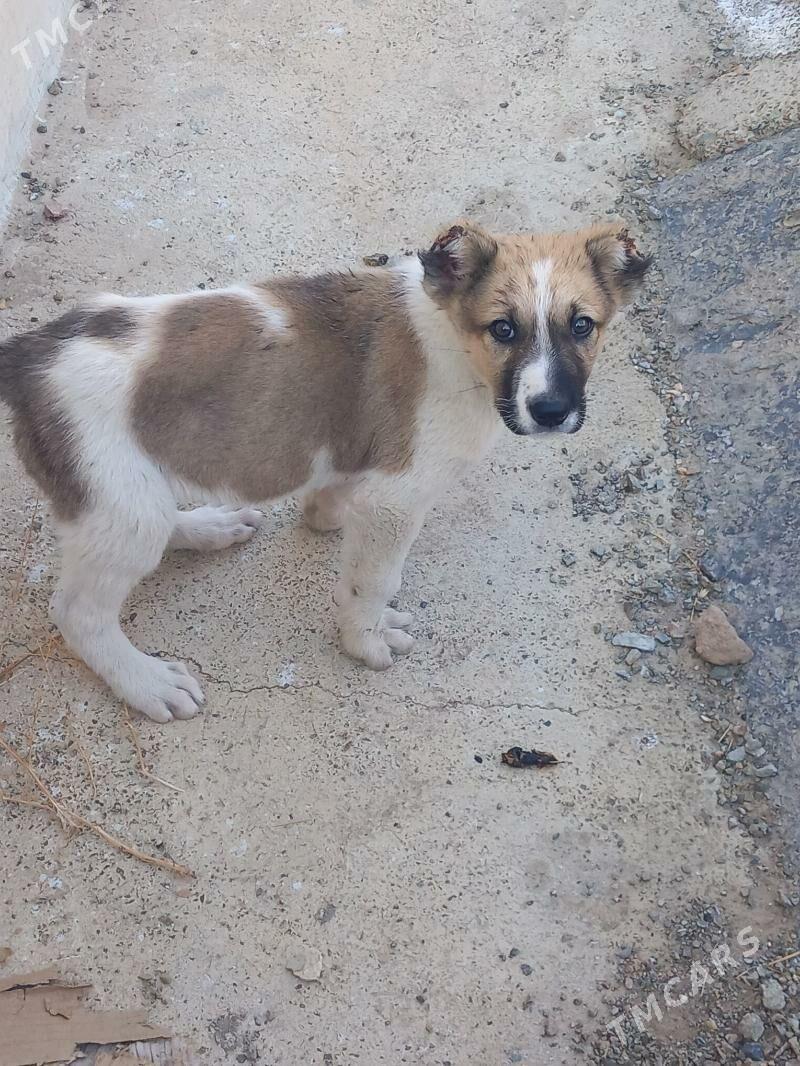 Güjük - Türkmenbaşy - img 1