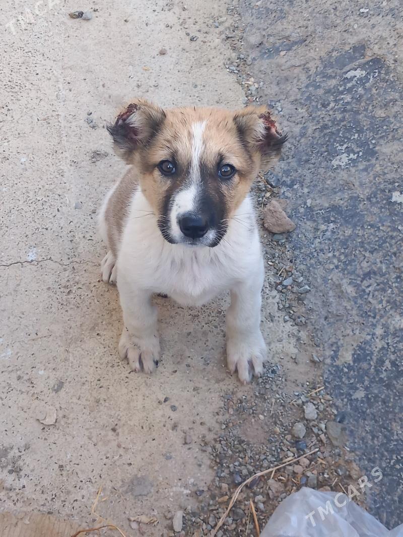 Güjük - Türkmenbaşy - img 4