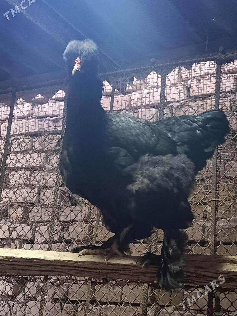 Бролир тройка двойка. - Türkmenabat - img 2